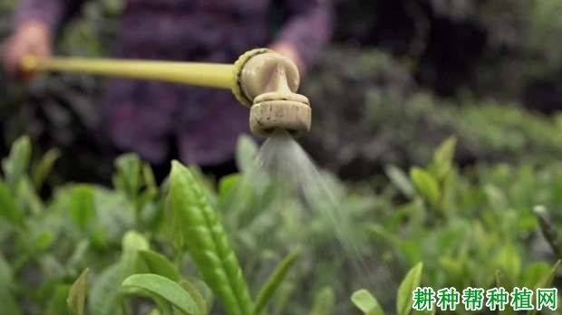 红宝石葡萄种植技术