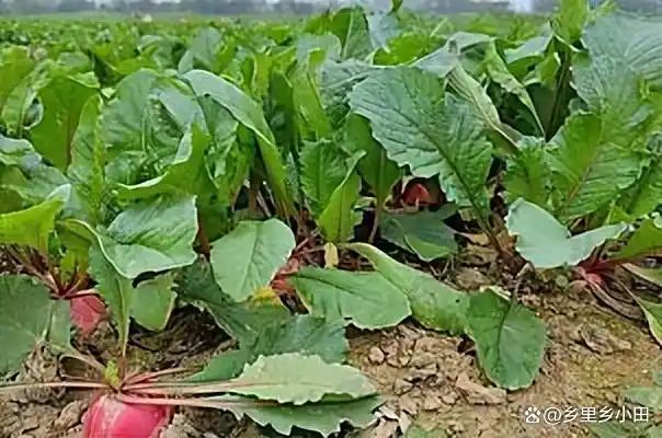 萝卜苗种植技术