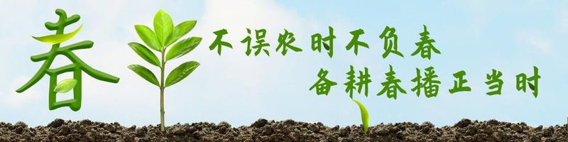 大棚有机蔬菜种植技术