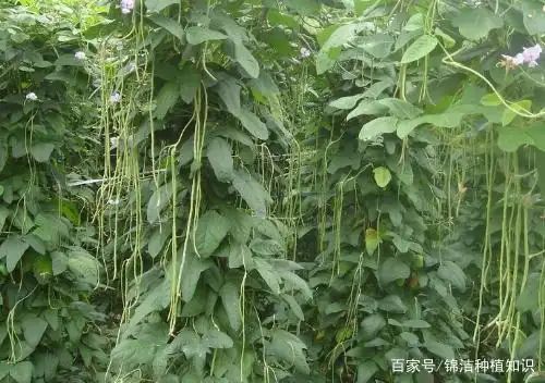猪耳朵豆角的种植技术