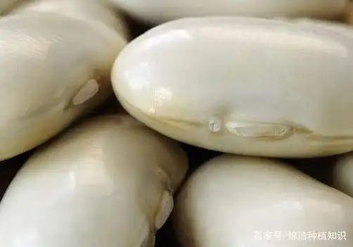 猪耳朵豆角的种植技术