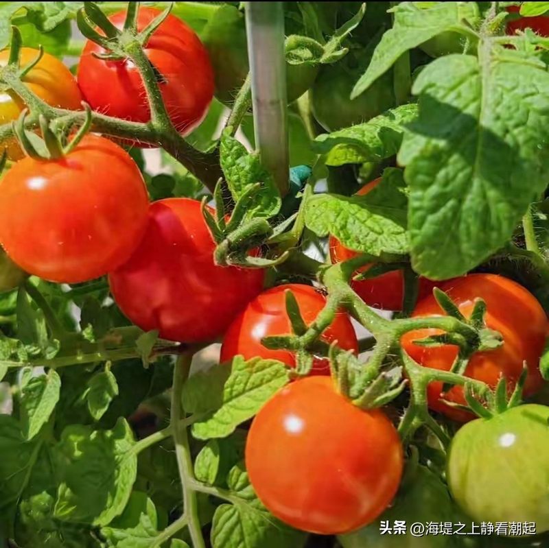 蕃茄如何种植技术