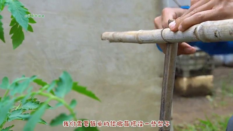 蕃茄如何种植技术