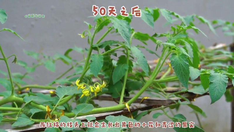 蕃茄如何种植技术