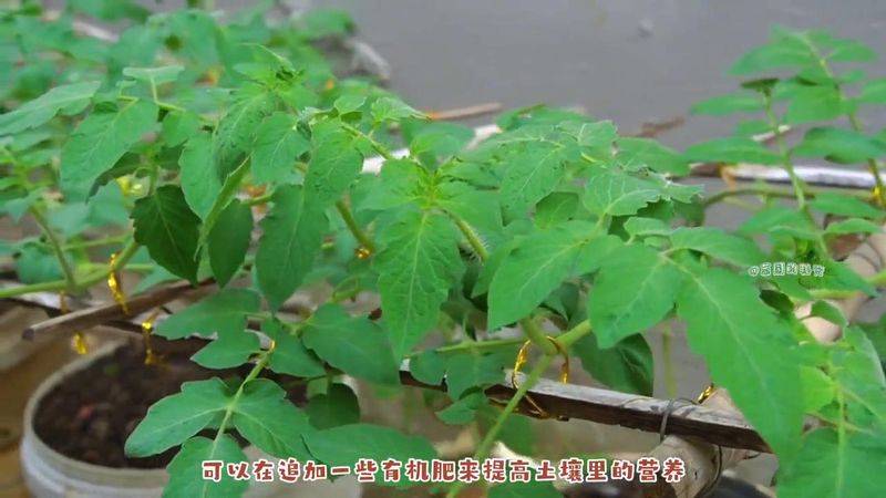 蕃茄如何种植技术