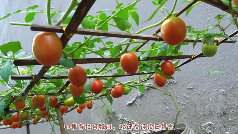 蕃茄如何种植技术