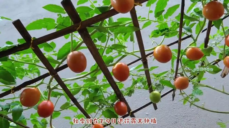 蕃茄如何种植技术
