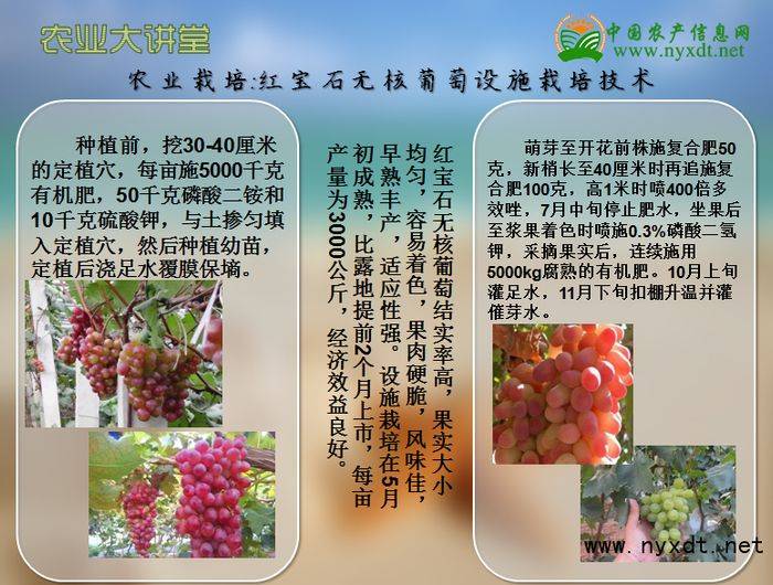 红宝石葡萄种植技术