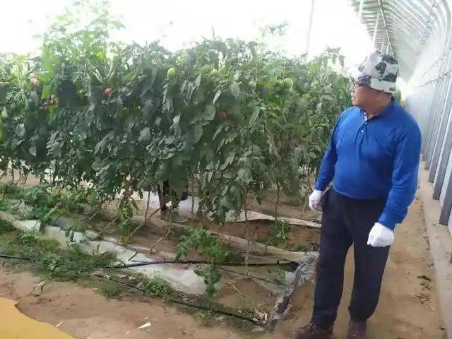 大棚有机蔬菜种植技术