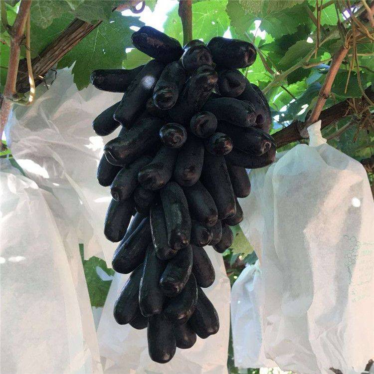 红宝石葡萄种植技术