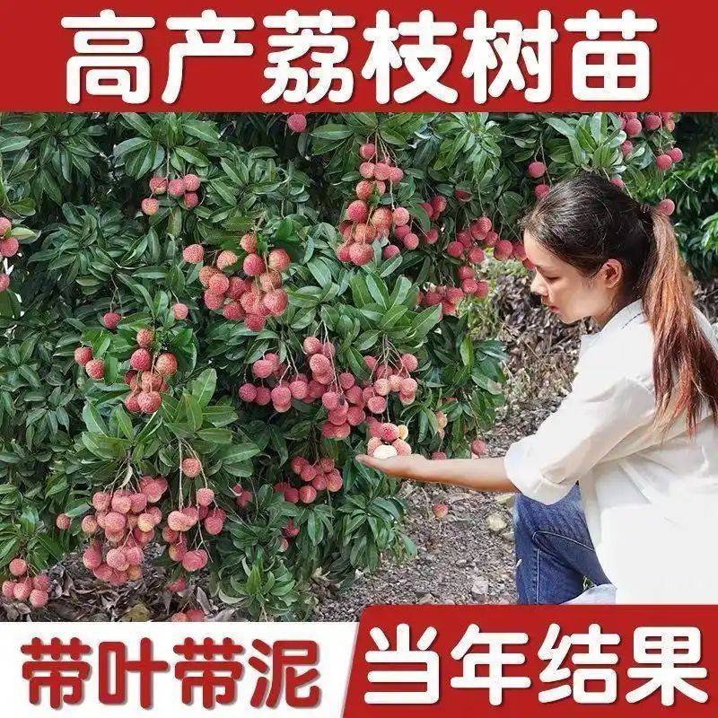 水果种植新品种