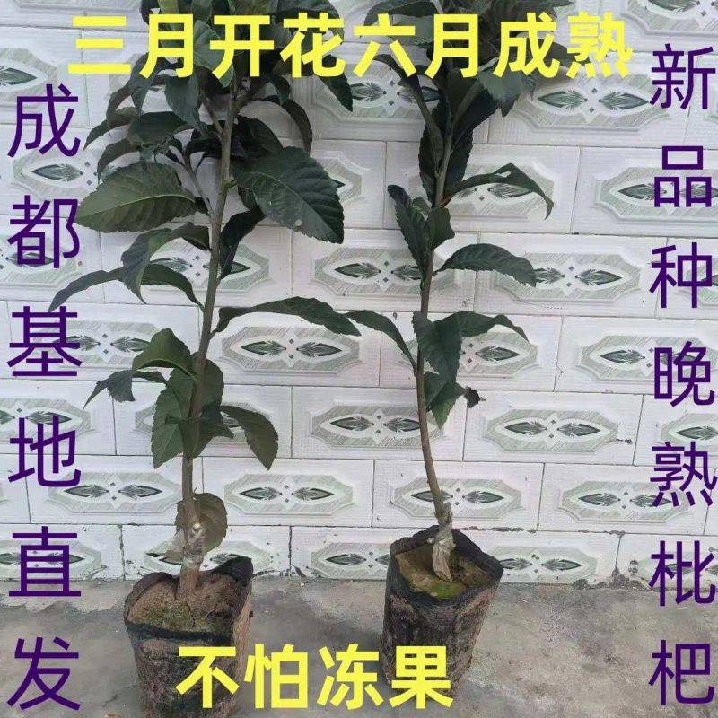 水果种植新品种