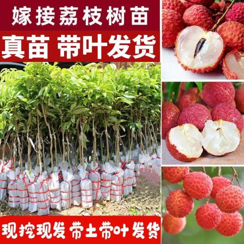 水果种植新品种