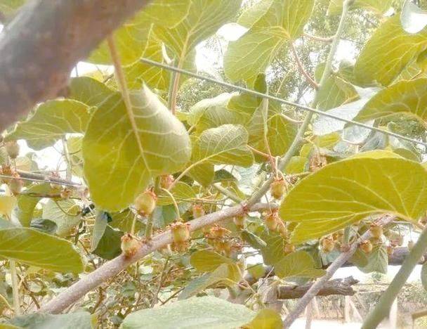 红心猕猴桃种植技术