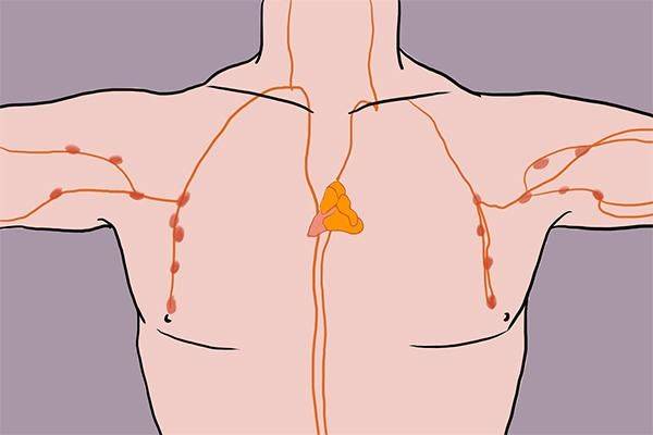【科学普及】“生命的心脏起搏器”——胸腺