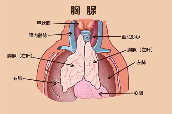 胸腺肽价格网网址