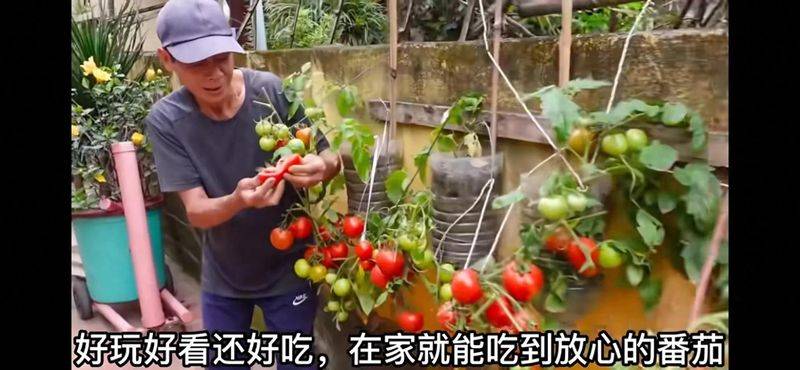 阳台不占地！番茄倒挂种植全攻略，方法+注意事项一次讲透
