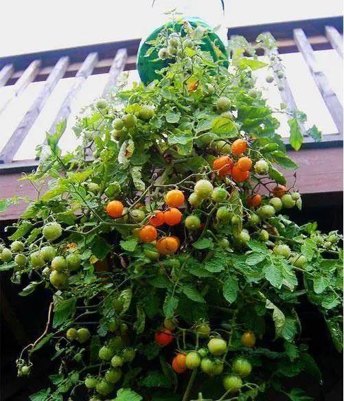 蕃茄如何种植技术