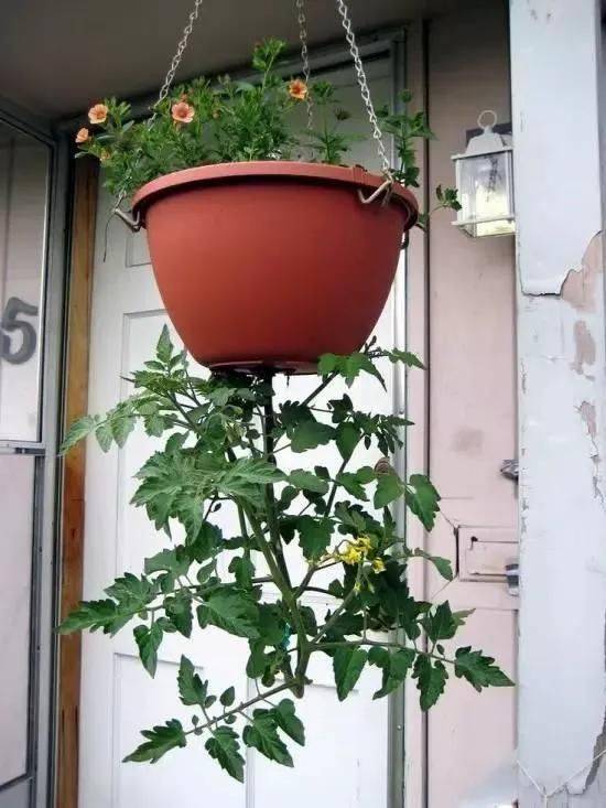 蕃茄如何种植技术