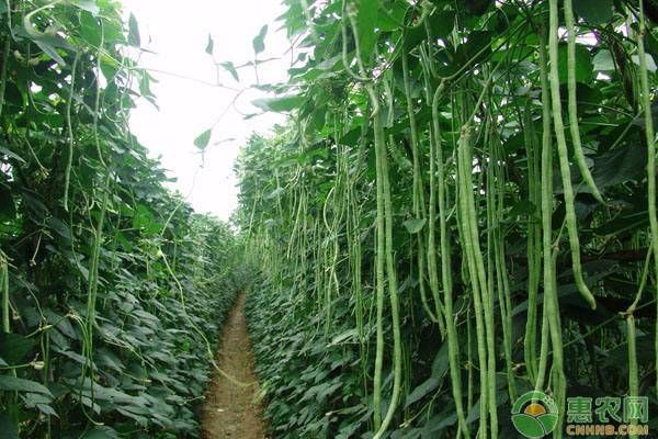 猪耳朵豆角的种植技术