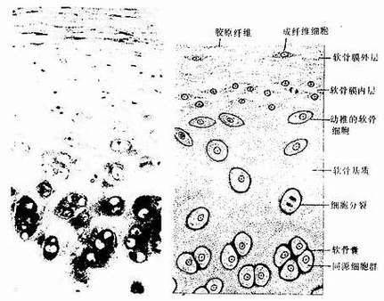 胸腺肽价格网网址