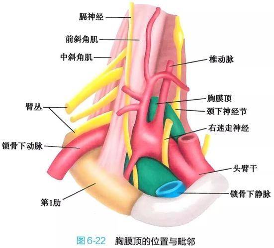 胸腺肽价格网网址