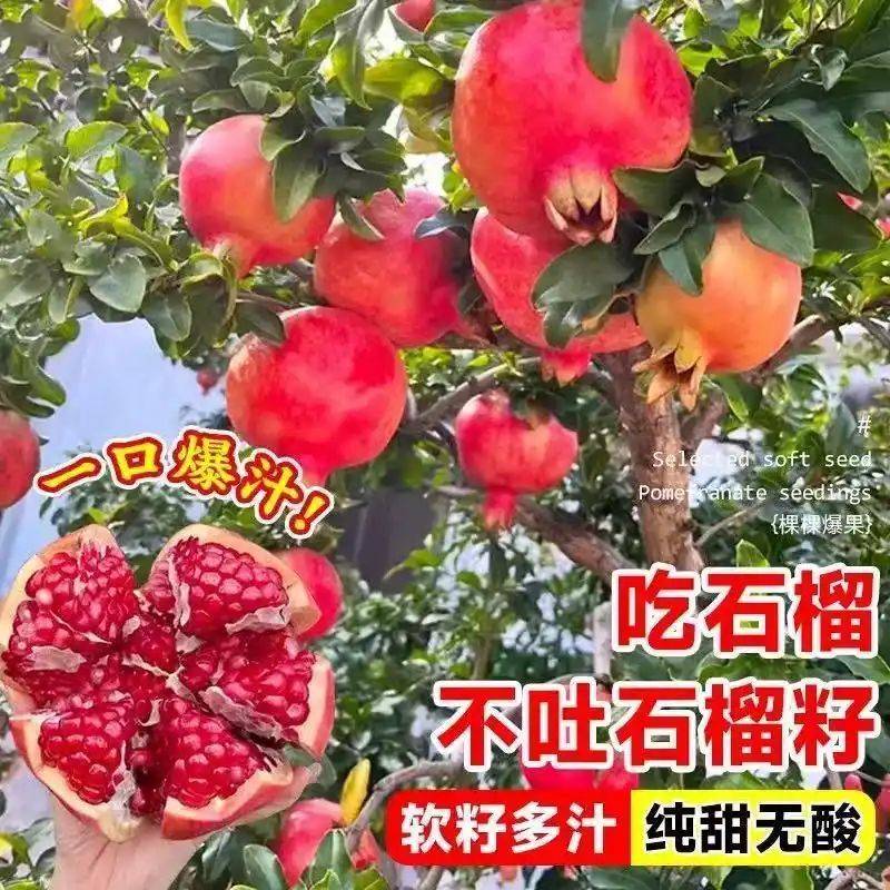 水果种植新品种