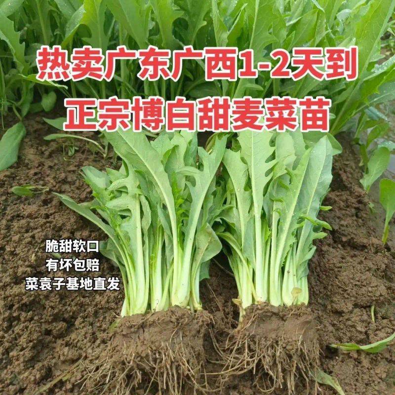 水果种植新品种