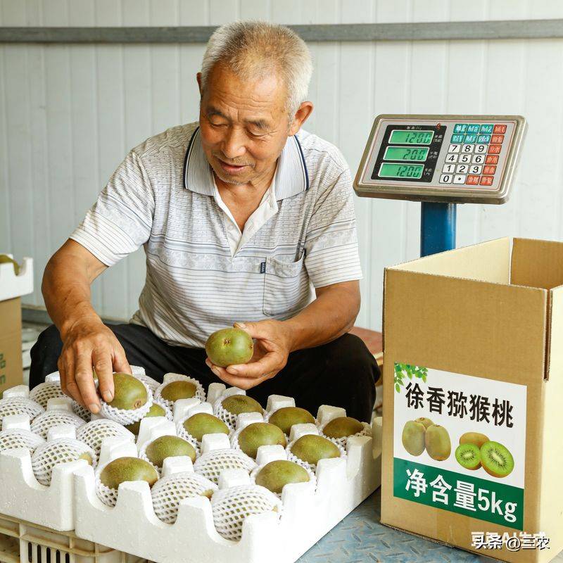 红心猕猴桃种植技术