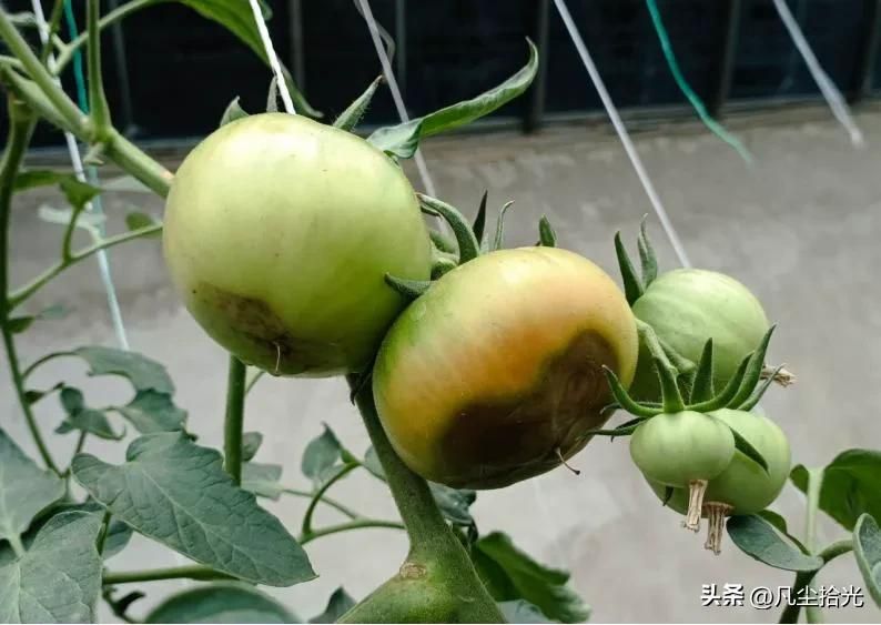 蕃茄如何种植技术