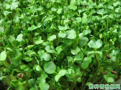 萝卜苗种植技术