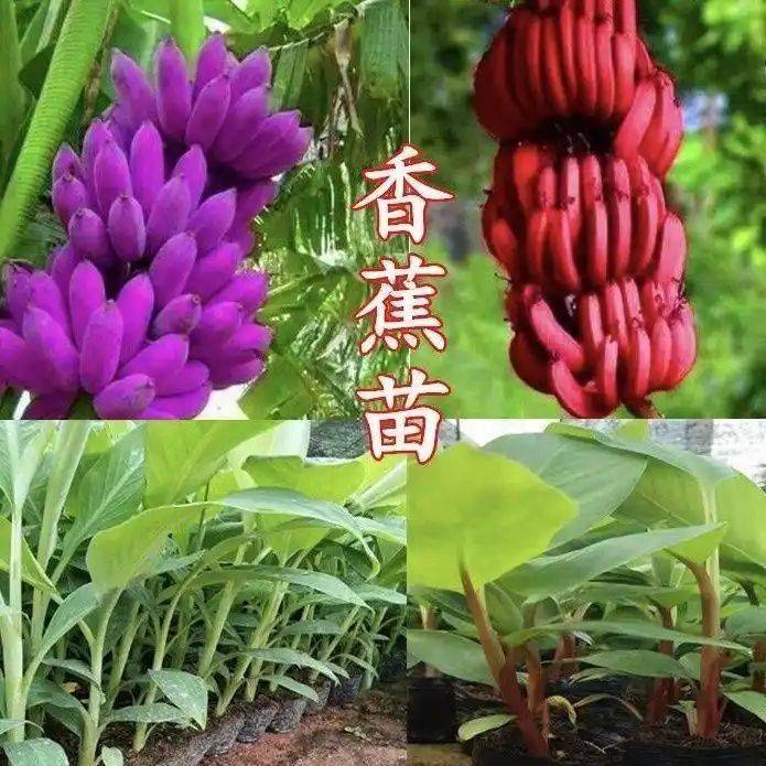 水果种植新品种