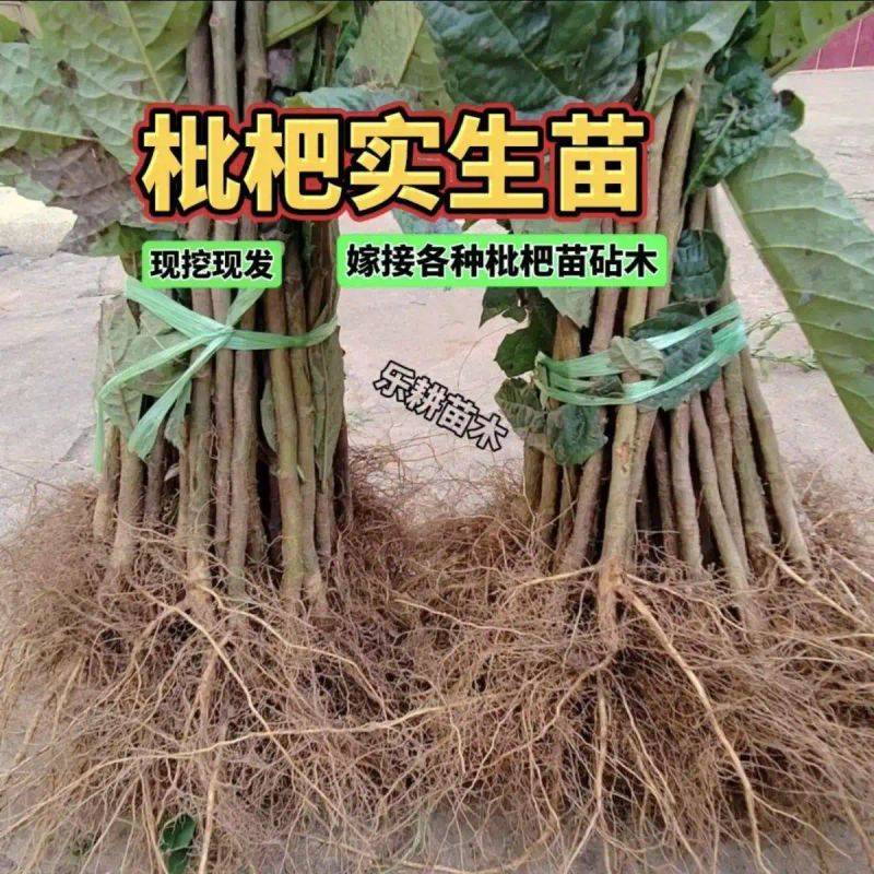 水果种植新品种