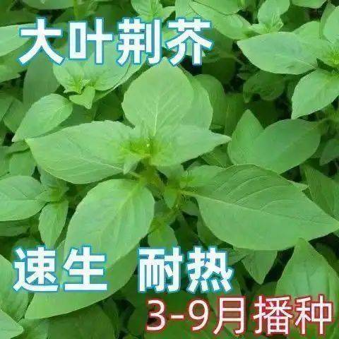 水果种植新品种