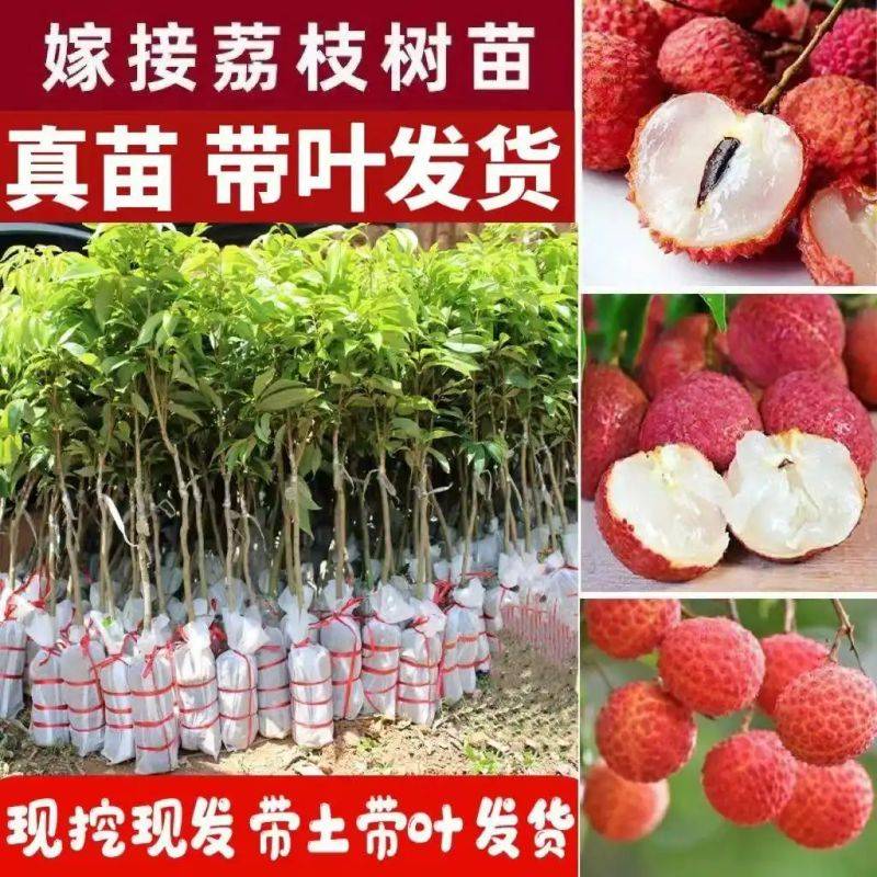 水果种植新品种