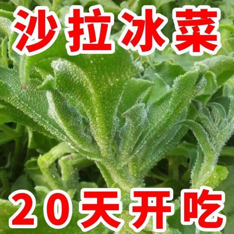 水果种植新品种