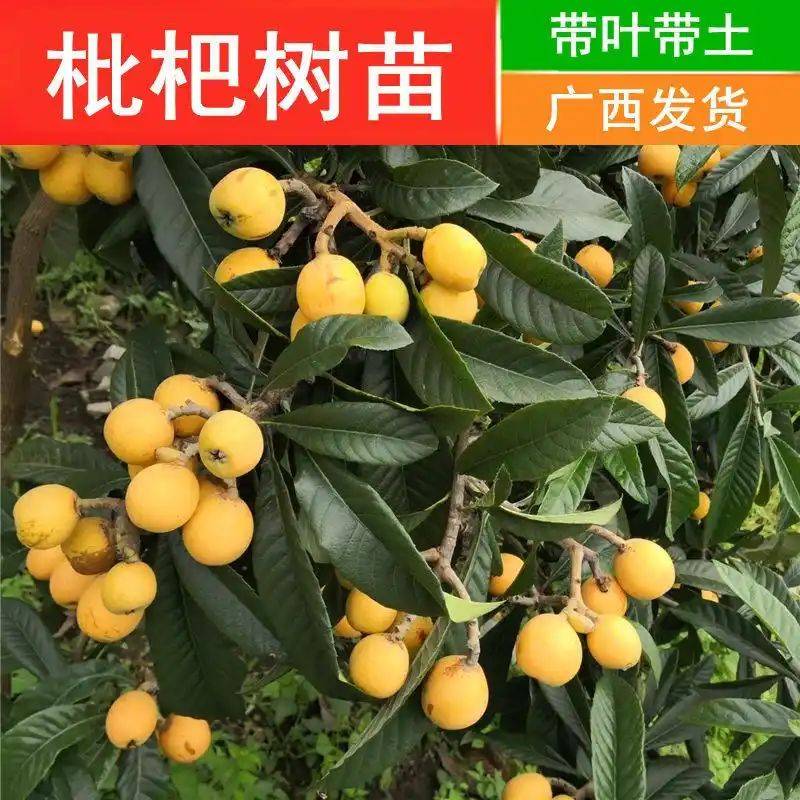 水果种植新品种
