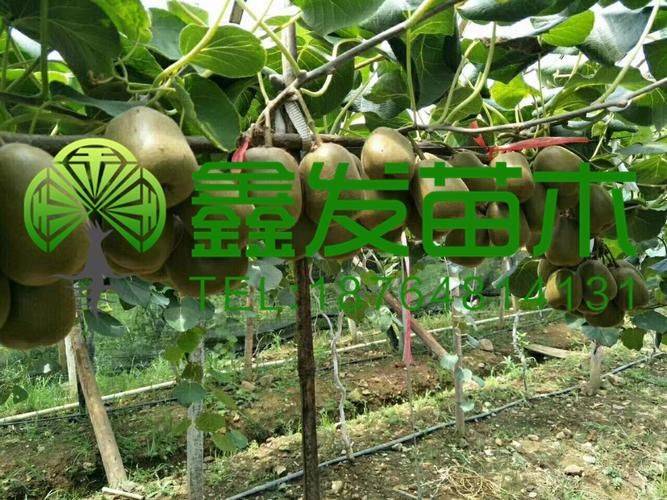 红宝石葡萄种植技术