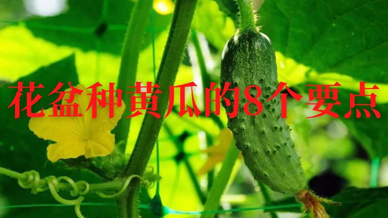 黄瓜种植方法