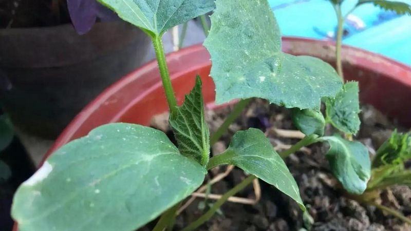 黄瓜种植方法