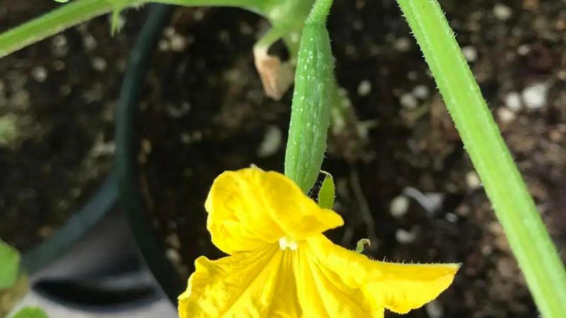 黄瓜种植方法