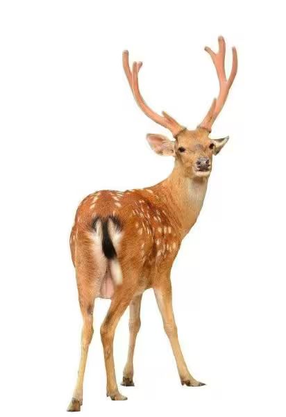 梅花鹿小崽一只多少钱