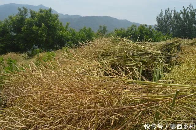 油菜心种植技术