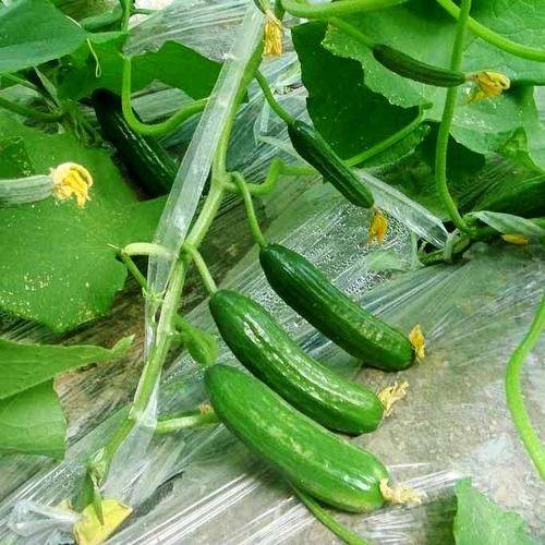 黄瓜种植方法