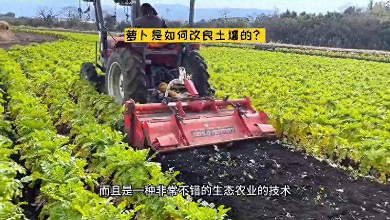 萝卜苗的种植方法
