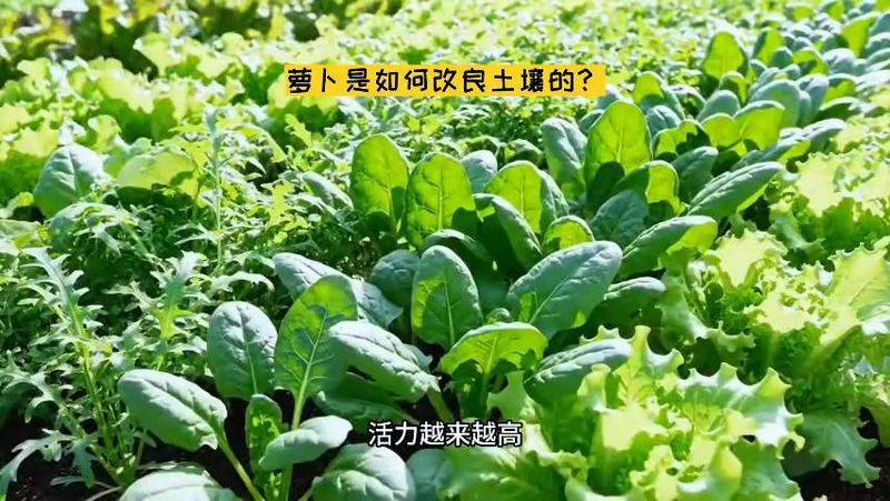 萝卜苗的种植方法