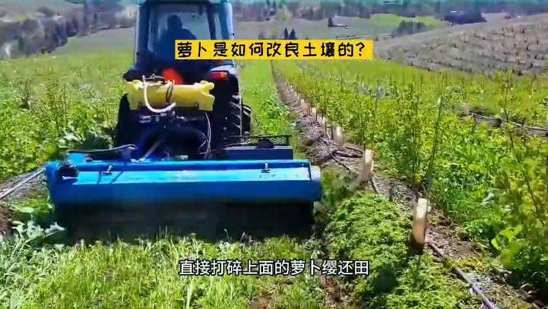 萝卜苗的种植方法