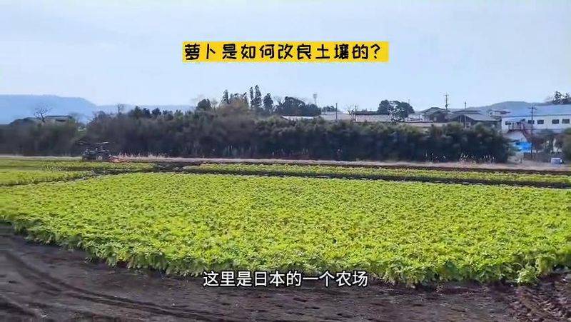 萝卜苗的种植方法