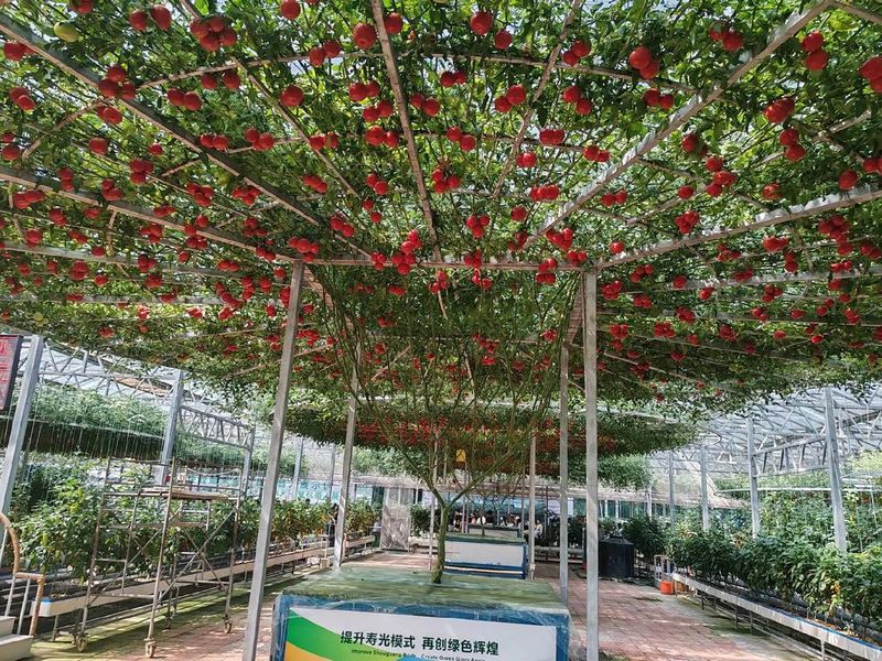 番茄树种植方法
