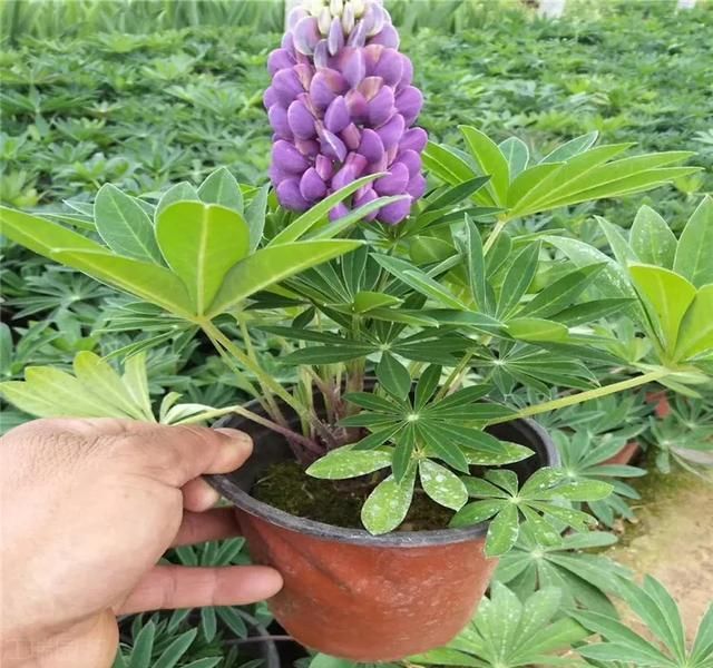 鲁冰花种子种植方法